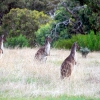 Zdjęcie z Australii - I co tam jest ciekawego?