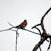 Zdjęcie z Australii - Sokol  nankeen kestrel