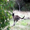 Australia - Adelaide Hills