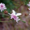 Zdjęcie z Australii - Fauna i flora