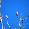 Zdjęcie z Australii - Papugi Galah