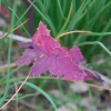 Zdjęcie z Australii - Australijska flora