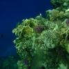 Egipt - Marsa El Alam