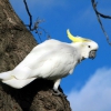 Zdjęcie z Australii - Biala cockatoo