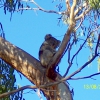 Zdjęcie z Australii - Koala na eukaliptusie