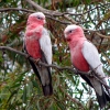 Zdjęcie z Australii - Para papug galah