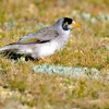 Zdjęcie z Australii - Noisy miner