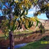 Zdjęcie z Australii - Eukaliptusy kwitnace...
