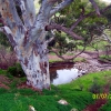 Zdjęcie z Australii - Dolina Field River Valley