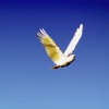 Zdjęcie z Australii - Biala cockatoo w locie