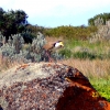 Zdjęcie z Australii - Agresywne ptaszysko na...