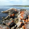 Zdjęcie z Australii - Zatoka Bay of Fires...