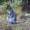 Zdjęcie z Australii - Wallaby w Cateract Gorge