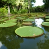 Zdjęcie z Mauritiusa - Victoria Regia