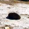 Zdjęcie z Australii - Echidna - kolczatka