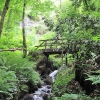 Wielka Brytania - Canonteign Falls/Devon