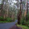 Zdjęcie z Australii - Droga do Cape Otway
