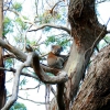 Zdjęcie z Australii - Koala spotkany w drodze
