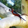 Zdjęcie z Australii - Crimson Rosella