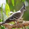Zdjęcie z Australii - Golabek crested pigeon