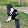 Zdjęcie z Australii - Australian magpie