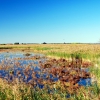 Zdjęcie z Australii - Milang - bagna