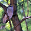 Zdjęcie z Australii - Noisy miner czyli 