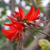 Zdjęcie z Australii - Australijska flora