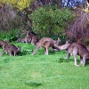 Zdjęcie z Australii - Kangurza rodzina