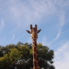Australia - Werribee- Open Range Zoo