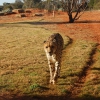 Zdjęcie z Australii - 