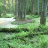 Zdjęcie z Polski - Białowieski PN