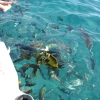 Zdjęcie z Egiptu - rybki w NaamaBay
