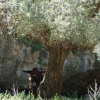 Zdjęcie z Grecji - Kreta