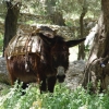 Zdjęcie z Grecji - Kreta