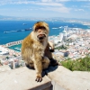 Gibraltar - Gibraltar