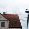 Zdjęcie z Polski - Bocki w Sypitkach