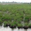 Zdjęcie z Polski - Bagno Bubnów.