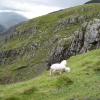 Zdjęcie z Wielkiej Brytanii - Widok w drodze na Snowdon