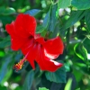 Zdjęcie z Hiszpanii - Hibiskus