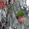 Zdjęcie z Australii - Papuga masked lorikeet