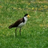 Zdjęcie z Australii - Masked lapwing