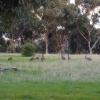 Zdjęcie z Australii - Kangurza rodzina