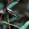 Zdjęcie z Australii - Larwy zwane spitfires