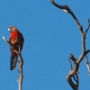 Zdjęcie z Australii - Papuga crimson rosella