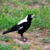 Zdjęcie z Australii - Magpie - australijska 