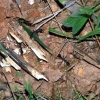 Zdjęcie z Australii - "Calowe mrowki"