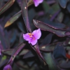 Zdjęcie z Australii - Wiosenne kwiaty