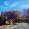 Zdjęcie z Australii - Kwitnace jacarandy