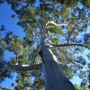 Zdjęcie z Australii - Wielki eukaliptus